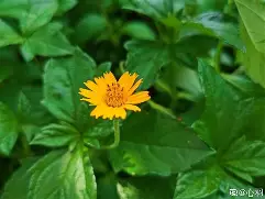 蟛撄?;??脿的简单介绍