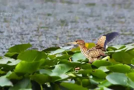 V鶧r&amp;`np鹣暌楟>?謍 -友博电竞